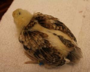 45425_wheaten_ameraucana_boy_1_blue-yellow_3-4-2011-crop.jpg