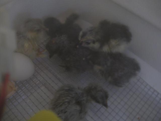 45453_chicks_incubator.jpg
