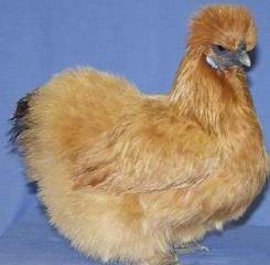 45454_best_buff_hen_silkie_class_1st_2jpe.jpg