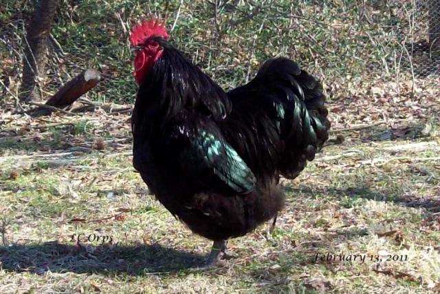 45471_avatar_black_american_rooster.jpg