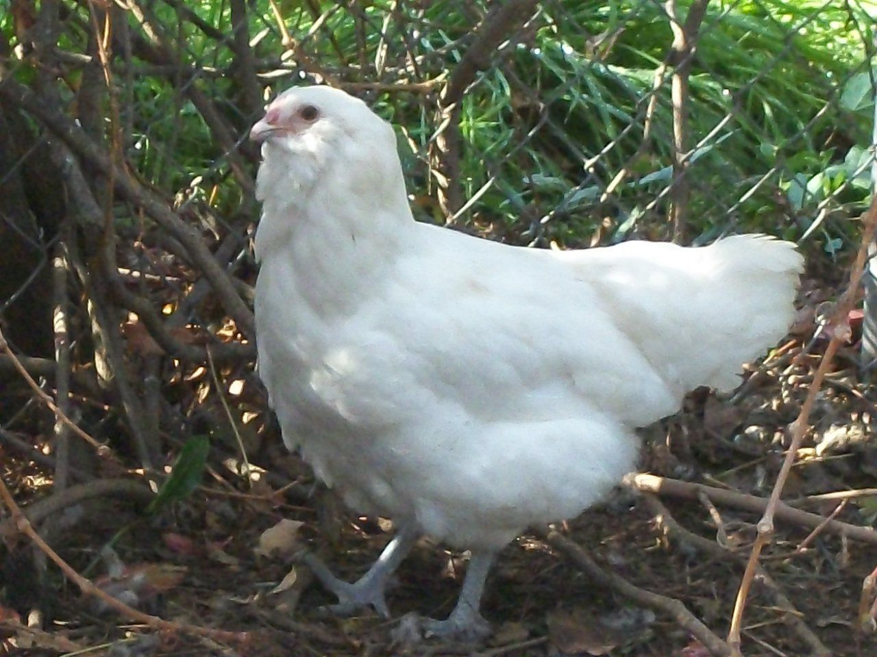 45485_021.jpg