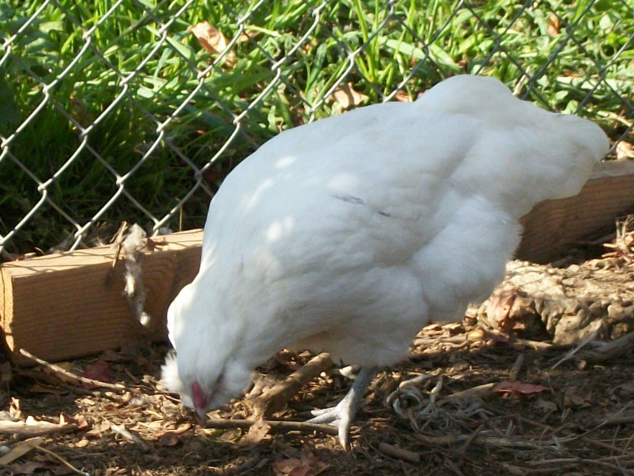 45485_040.jpg