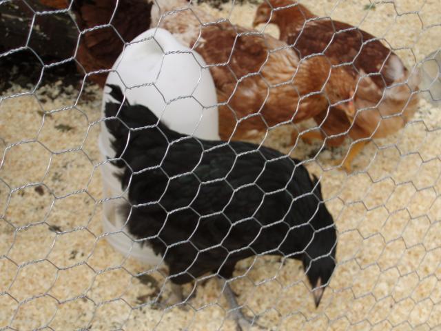 45502_coop_and_chickens_028.jpg