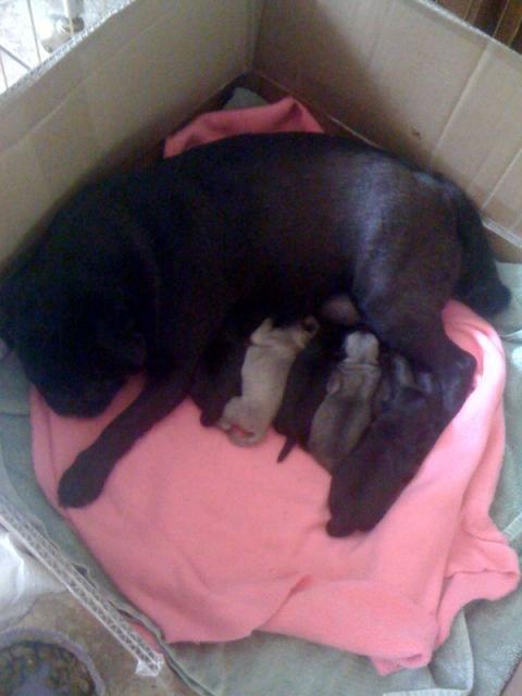 45502_puppies1photo.jpg