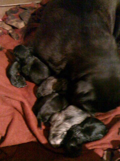 45502_puppies2photo.jpg