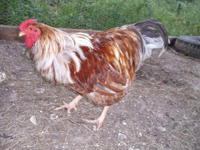 45521_rainbowrooster_007.jpg