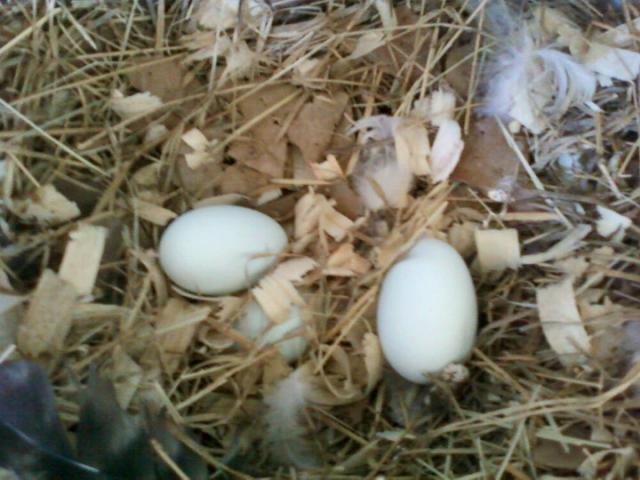 45572_first_eggs.jpg