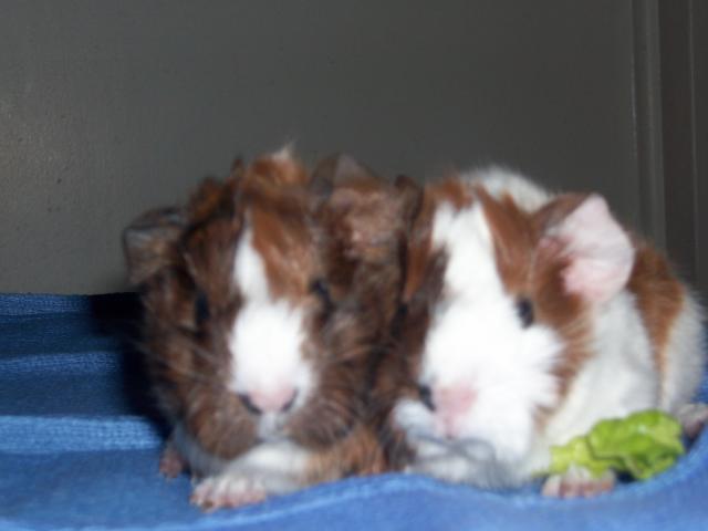 45605_new_chicken_and_guinea_pig_pics_001.jpg