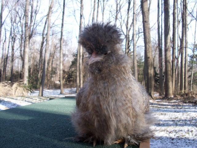 45605_new_chicken_and_guinea_pig_pics_030.jpg