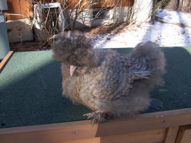 45605_new_chicken_and_guinea_pig_pics_031.jpg