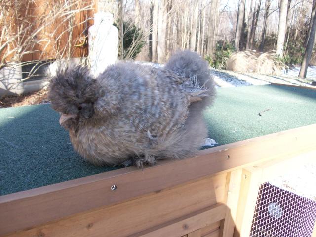 45605_new_chicken_and_guinea_pig_pics_038.jpg
