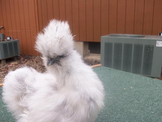 45605_new_chicken_and_guinea_pig_pics_042.jpg