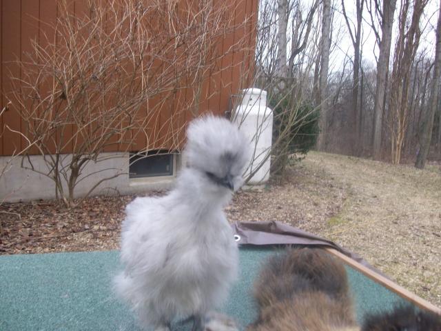 45605_new_chicken_and_guinea_pig_pics_050.jpg