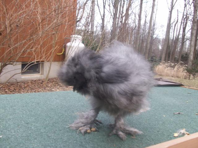 45605_new_chicken_and_guinea_pig_pics_060.jpg