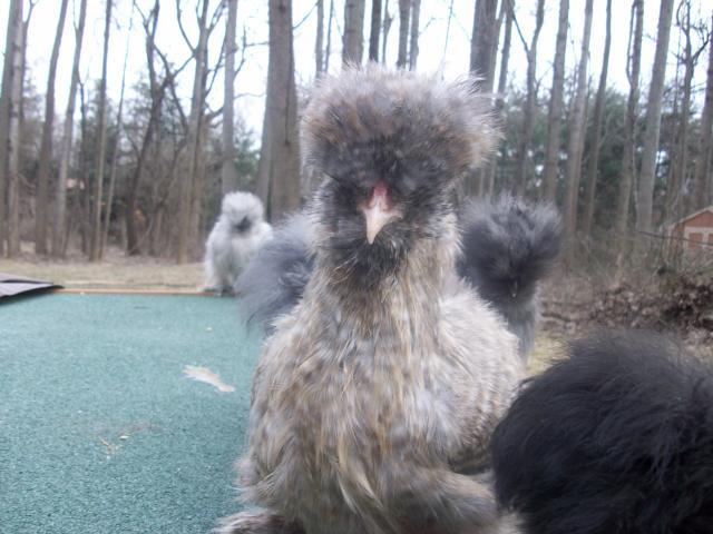 45605_new_chicken_and_guinea_pig_pics_066.jpg