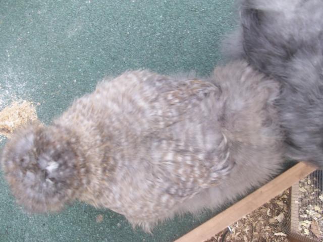 45605_new_chicken_and_guinea_pig_pics_071.jpg