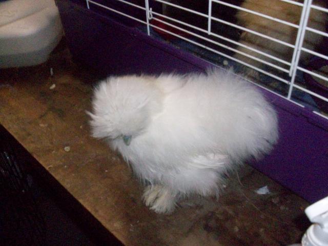 45605_new_chicken_and_guinea_pig_pics_080.jpg