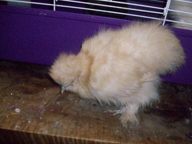 45605_new_chicken_and_guinea_pig_pics_084.jpg
