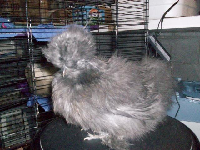 45605_new_chicken_and_guinea_pig_pics_088.jpg