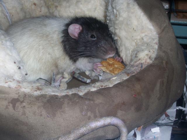 45605_new_chicken_and_guinea_pig_pics_113.jpg