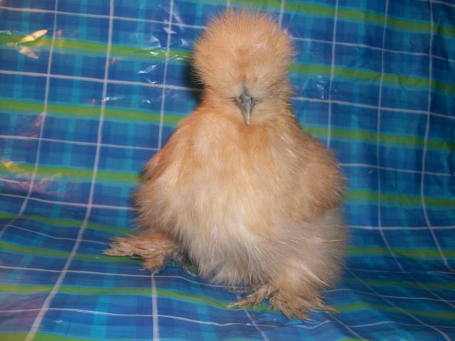 45605_new_chicken_and_guinea_pig_pics_114.jpg