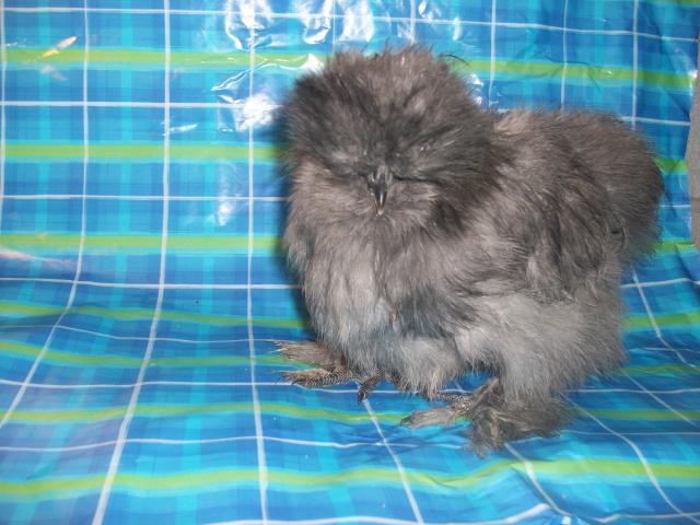45605_new_chicken_and_guinea_pig_pics_117.jpg