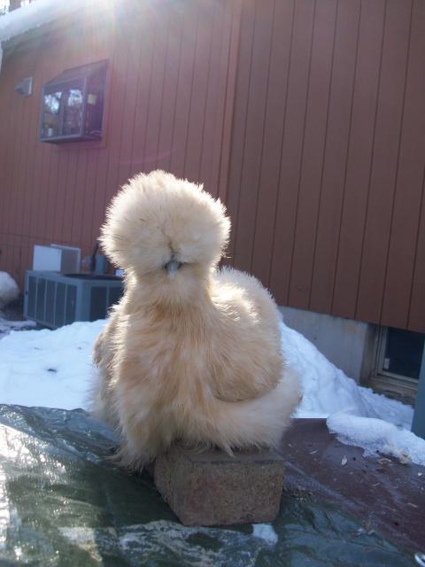 45605_new_chicken_and_guinea_pig_pics_215.jpg