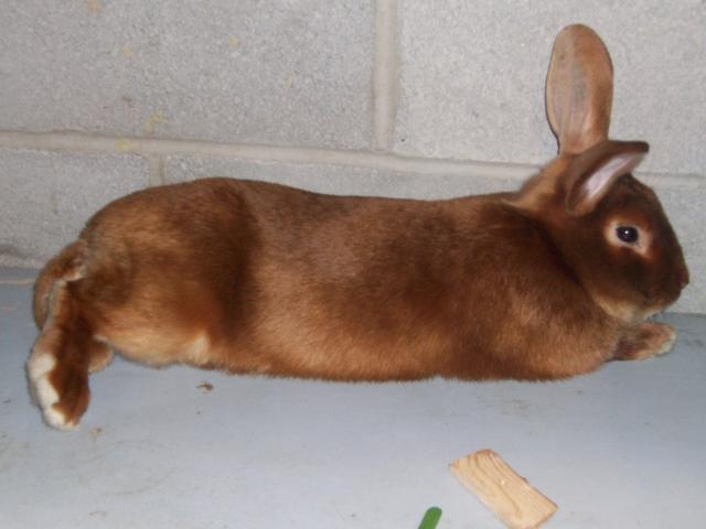 45605_new_chicken_and_guinea_pig_pics_231.jpg