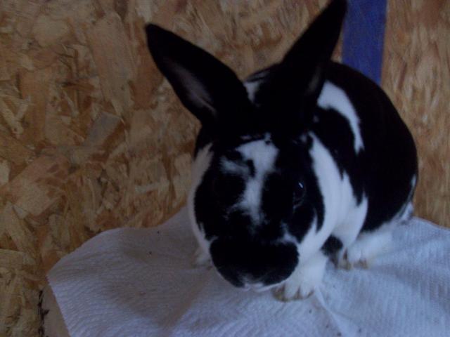 45605_new_chicken_and_guinea_pig_pics_239.jpg