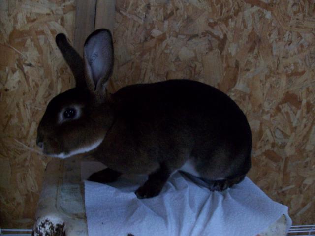 45605_new_chicken_and_guinea_pig_pics_248.jpg