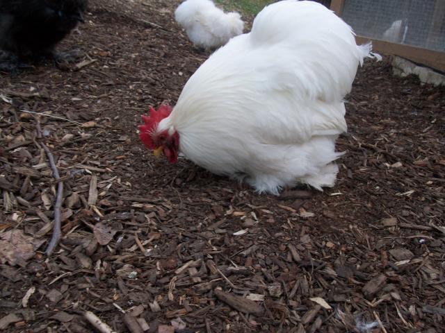 45605_new_chicken_and_guinea_pig_pics_342.jpg