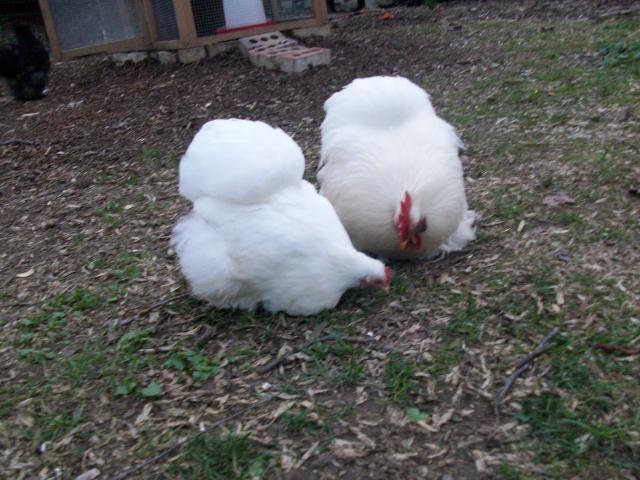 45605_new_chicken_and_guinea_pig_pics_343.jpg