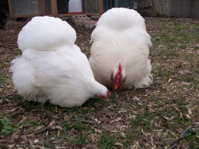 45605_new_chicken_and_guinea_pig_pics_344.jpg