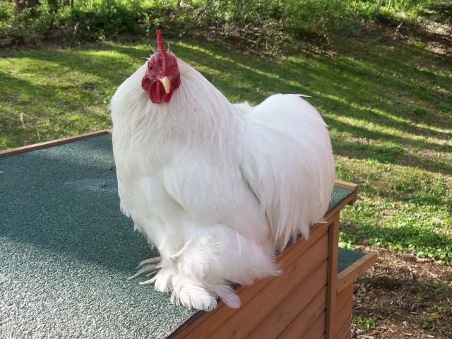 45605_new_chicken_and_guinea_pig_pics_355.jpg
