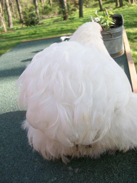 45605_new_chicken_and_guinea_pig_pics_365.jpg