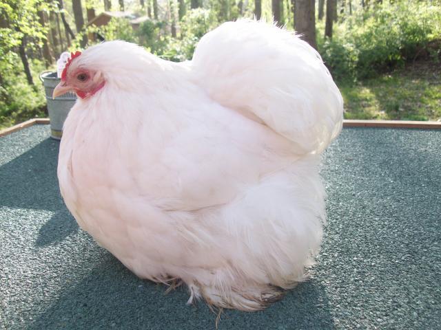 45605_new_chicken_and_guinea_pig_pics_370.jpg