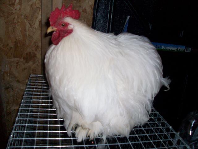 45605_new_chicken_and_guinea_pig_pics_381.jpg