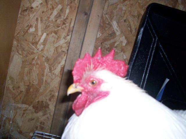 45605_new_chicken_and_guinea_pig_pics_383.jpg