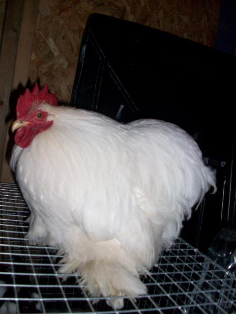 45605_new_chicken_and_guinea_pig_pics_391.jpg