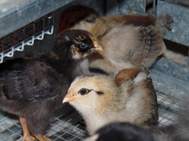 45630_3chicks.jpg