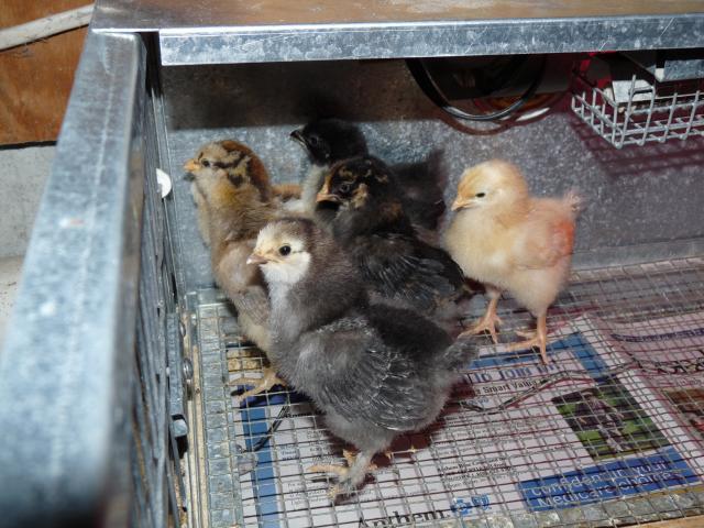 45630_6chicks.jpg