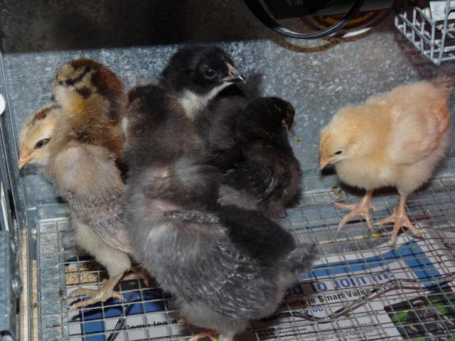 45630_chicks.jpg