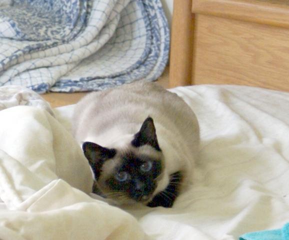 45630_kitty3.jpg