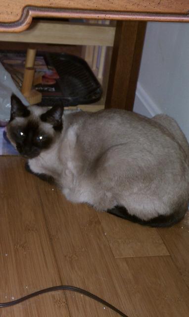 45630_kitty_1.jpg