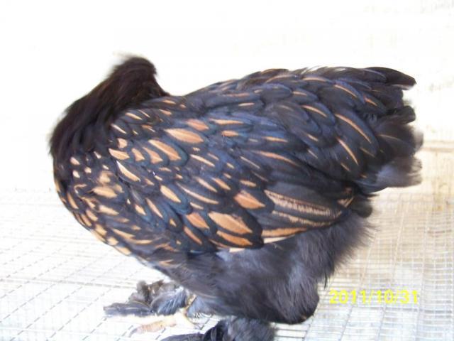 45669_100_2578.jpg