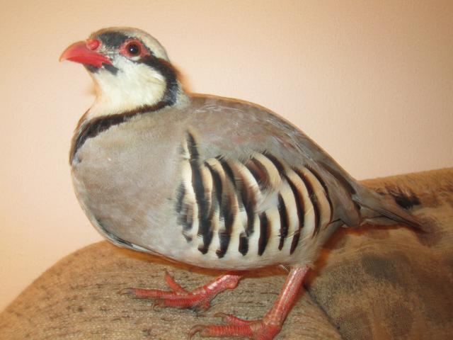 45745_b_roo.jpg