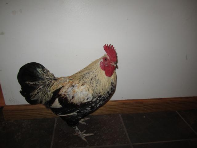 45745_b_roo_002.jpg