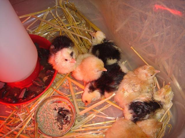 45745_brooder_002.jpg