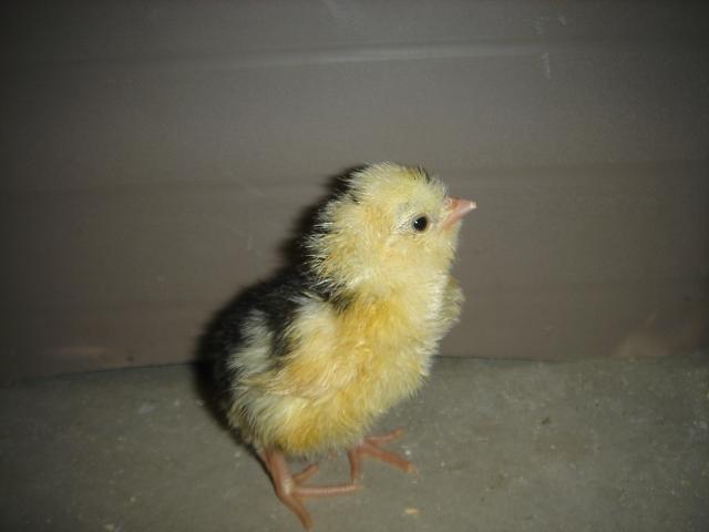 45745_brooder_003.jpg