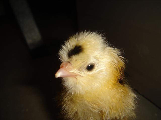 45745_brooder_005.jpg